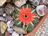 Cactus Flower